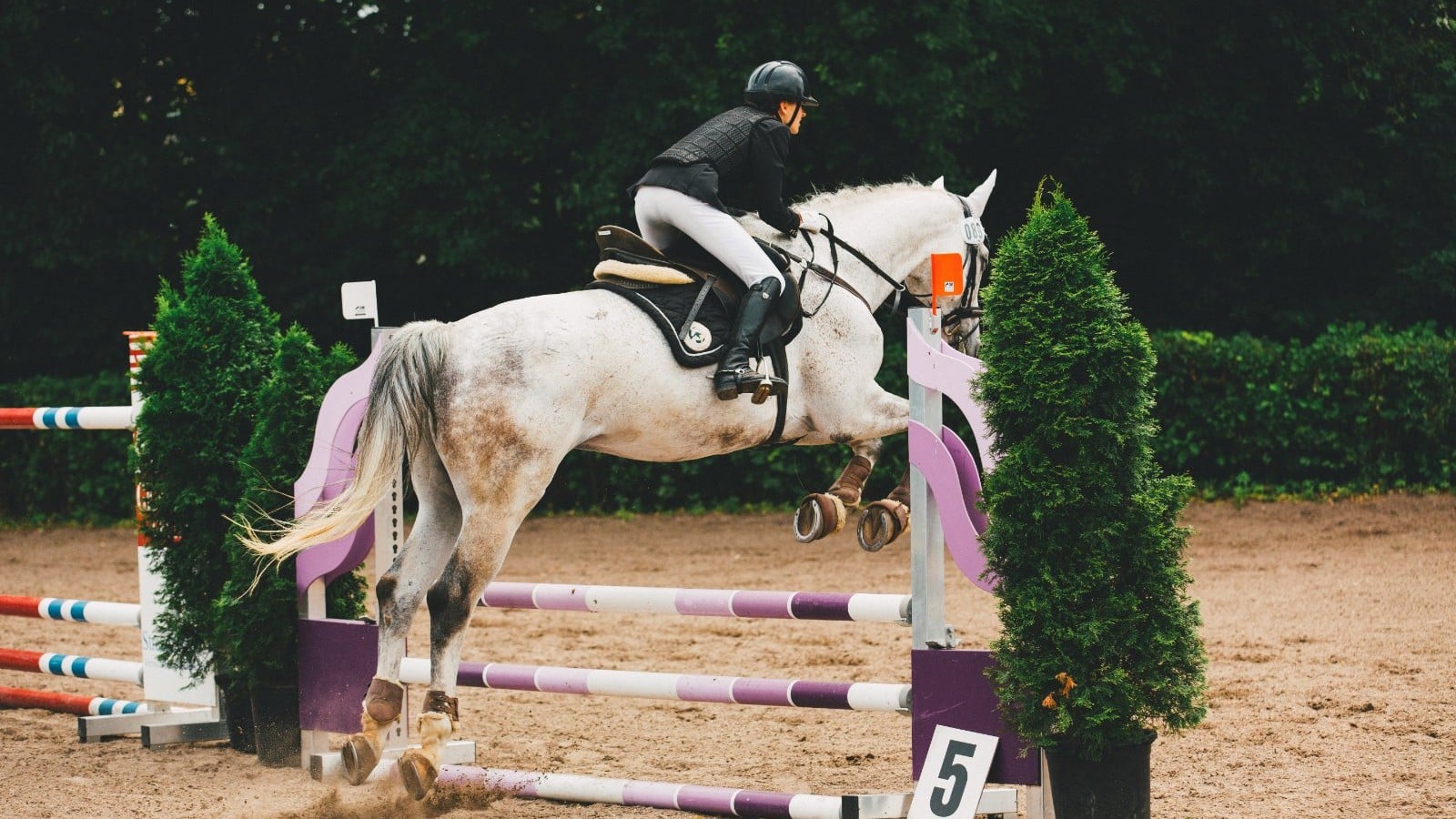 Clearfield Equestrian hero image