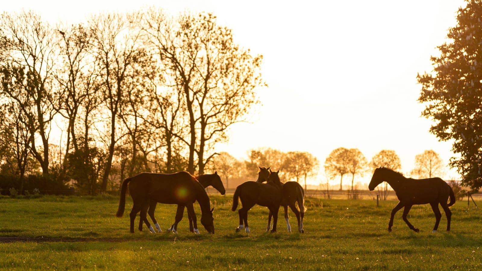 Turnout Paddocks