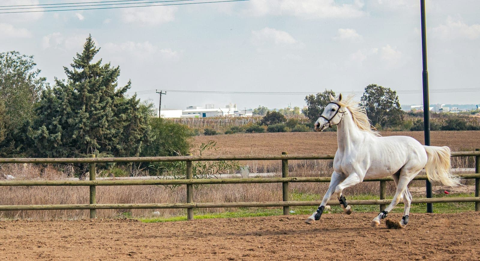 Outdoor Arena