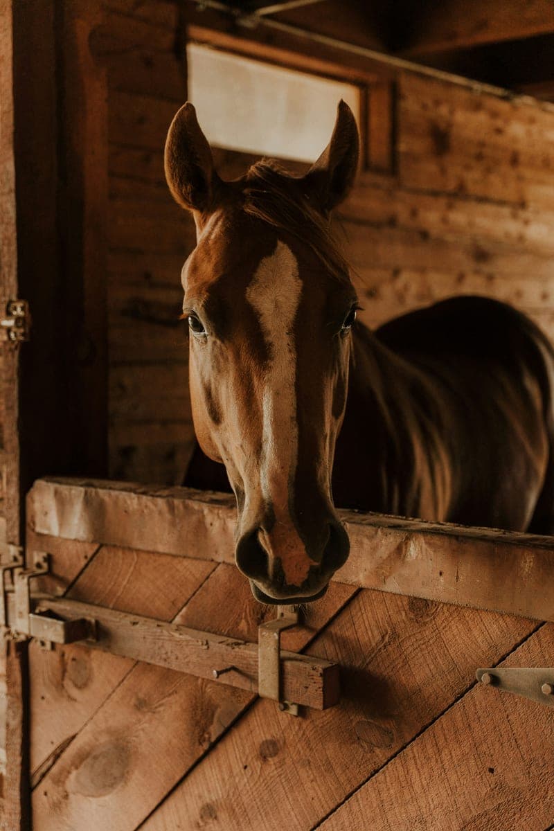 A chestnut horse looking over a wooden stall door