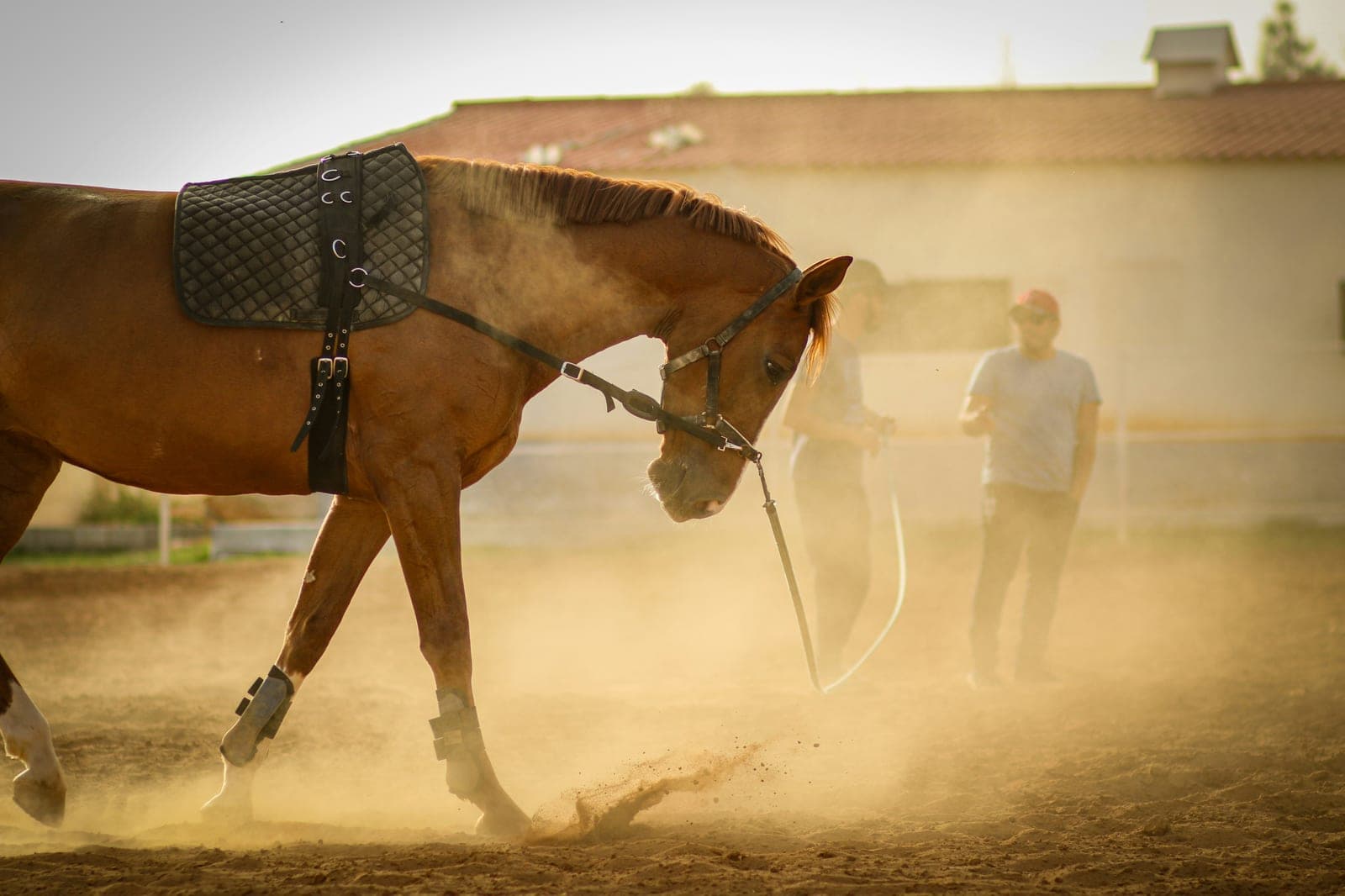 A trainer lunging a saddled bay horse in a dusty arena